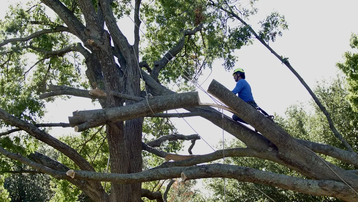 Professional Crown Thinning performed by certified arborists in Reliance