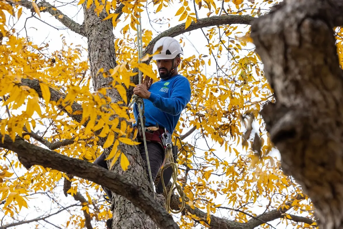 Skilled Tree Transplanting crew working in Reliance