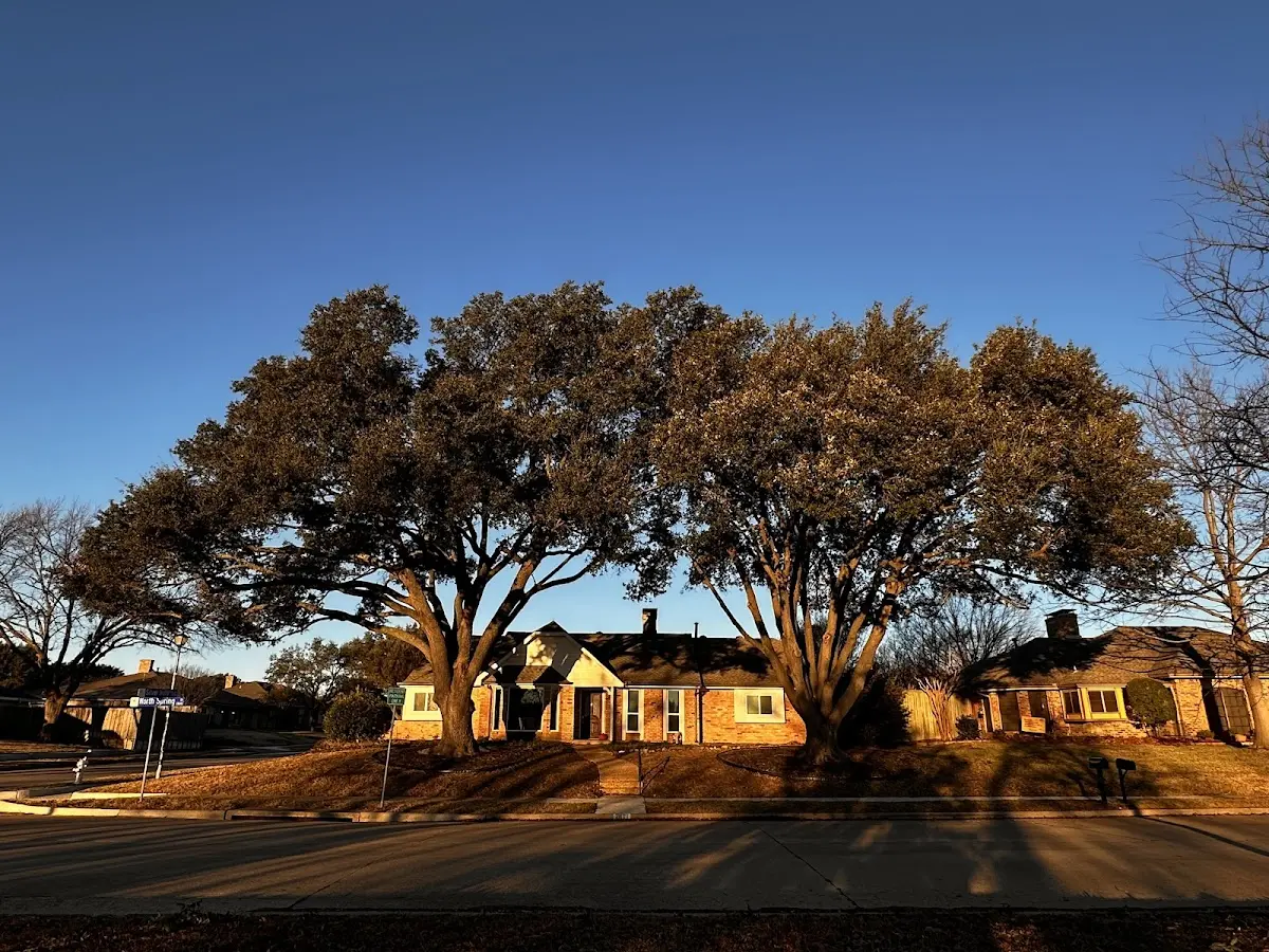 Established residential canopy tree shading a home in Reliance